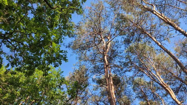 Trees viewed from below during a walk