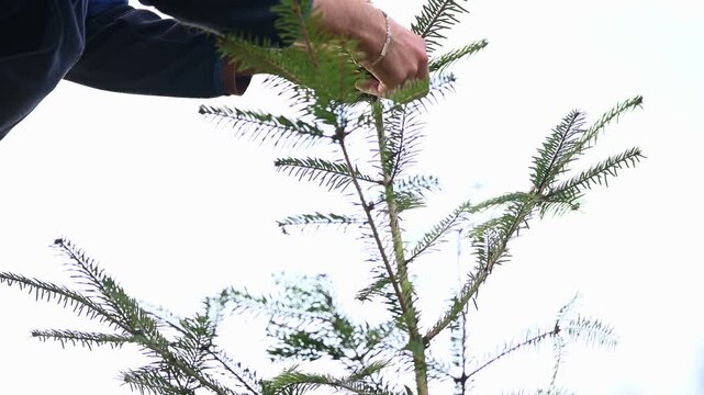 Person securing and adjusting a newly planted evergreen sapling in outdoor soil. Gardening and environmental concept, shallow depth of field, natural rural landscape background.