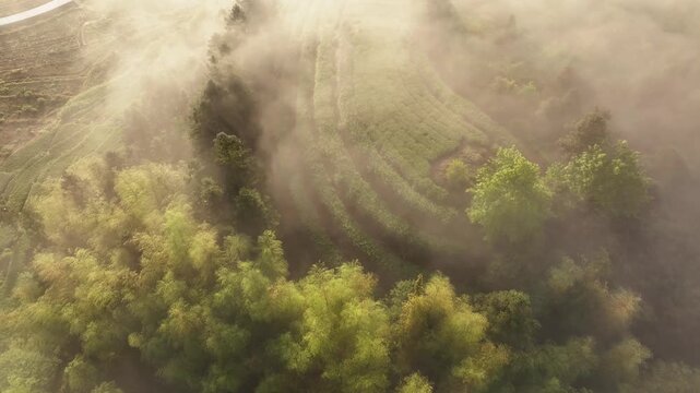 Aerial view of terraced fields and bamboo forests shrouded in morning mist with layered greenery and soft light
