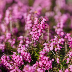 Obraz premium Erica herbacea (Erica herbacea syn. e. carnea) is a low shrub from the heather family, 35-60 cm high
