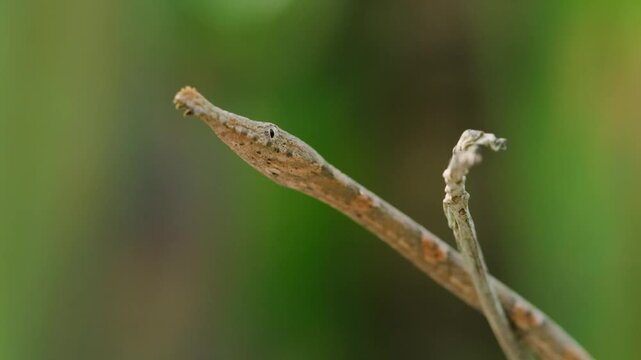Portrait of Langaha madagascariensis commonly known as Malagasy or madagascar leaf nosed snake. Madagascar Tropical rainforests.