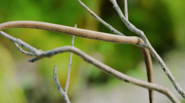 Full body footage of Langaha madagascariensis commonly known as Malagasy or madagascar leaf nosed snake. Madagascar Tropical rainforests.
