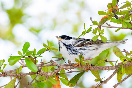 Blackpoll warbler (Setophaga striata) in Sarasota County, Florida