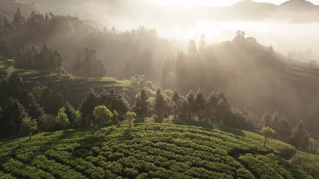 Morning mist over terraced tea fields nestled among pine forests and rolling hills with dappled sunlight