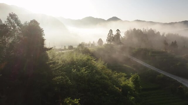 Morning mist envelops mountainous tea gardens with winding rural paths and layered green terraces