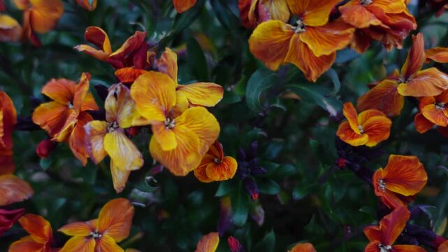 Slow camera movement over orange wallflowers in bloom