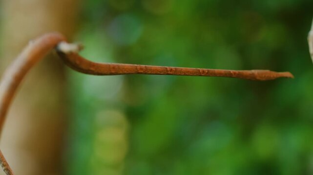 Malagasy or Madagascar leaf nosed snake (Langaha madagascariensis) moving from one branch to another.