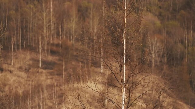 Dry brown highland with dead trees and withered grass
