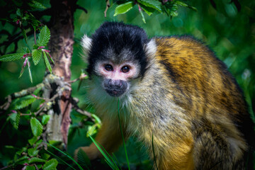 Obraz premium Cute squirrel monkey sitting in green foliage looking directly at camera