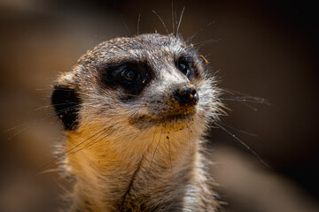 Close up profile portrait of a curious meerkat face with sand on its nose © kevink.raw