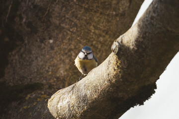 Blue tit bird perched on a thick tree branch looking at camera © kevink.raw