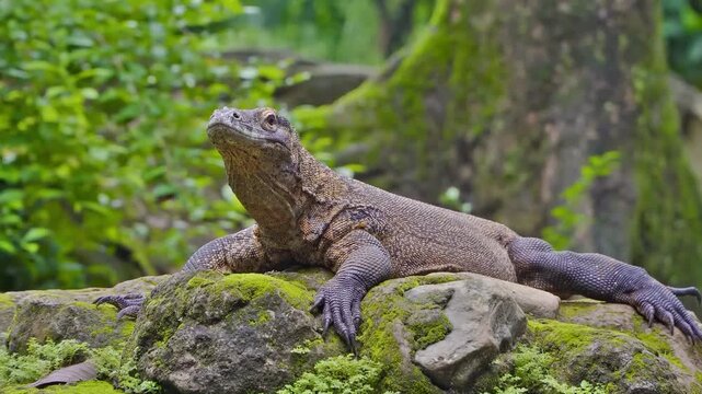 Monitor Lizard Relax on Rocks at green nature