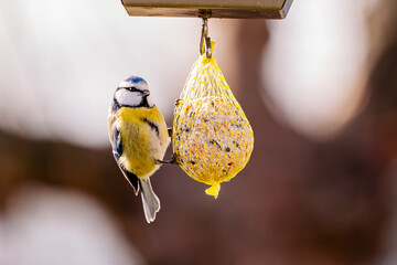 Close up of a blue tit clinging to a bird feeder net © kevink.raw