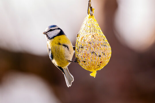 Blue tit bird on a yellow suet ball net in sunlight