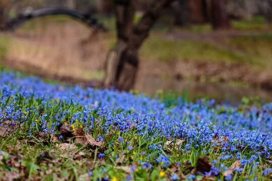 Scilla siberica, the Siberian squill or wood squill, is a species of flowering plant in the family Asparagaceae