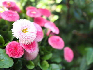 Close-up of horticultural common daisy (bellis perennis L.) in a flower pot in Bonn, Germany. © Lea
