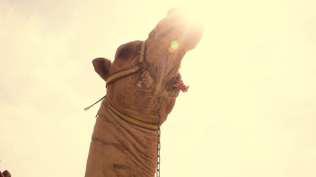 Backlit close-up of camel head moving against bright sunrise sky Egypt. A cinematic close-up of a camel&rsquo;s head from a low angle, backlit by the morning sun.