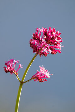 Red Valerian Flowers (Centranthus sp.) Blooming Against Blue Sky Greece Spring Wildflower Close Up.
