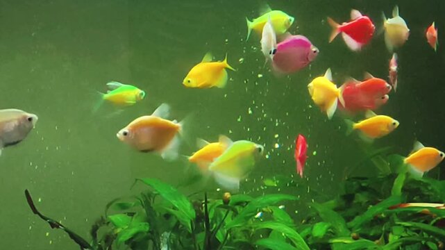 A group of freshwater ornamental glow fish in an aquarium