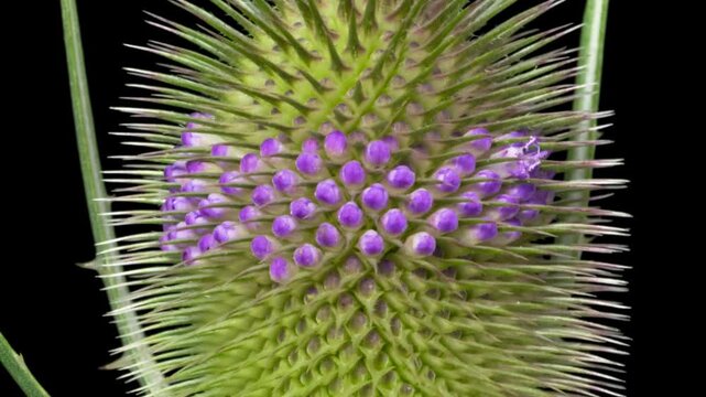 Macro time lapse blooming and wilting Wild Teasel (Dipsacus fullonum) flower, isolated on pure black background