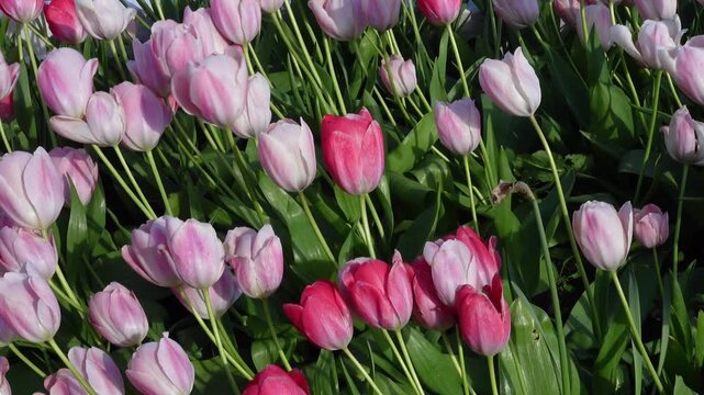 Pink and red tulips swaying in wind close up