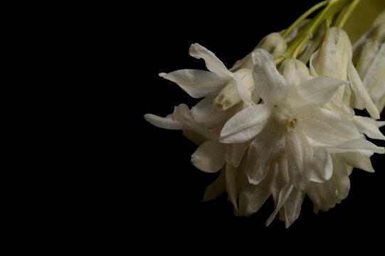 White Pushkinia flowers on black background, minimal layout with generous copy space, botanical wallpaper,
