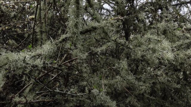 Old man's beard lichen on branches loop