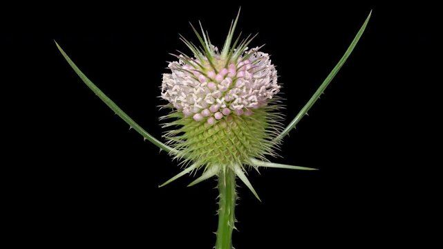 Macro time lapse blooming and wilting Wild Teasel (Dipsacus fullonum) flower, isolated on pure black background