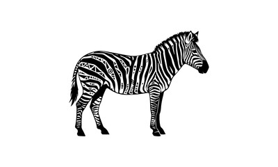 Obraz premium zebra isolated on white background