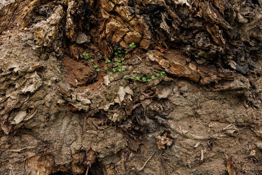 Close up texture of uprooted tree roots and soil, natural earth background with organic shapes and decay