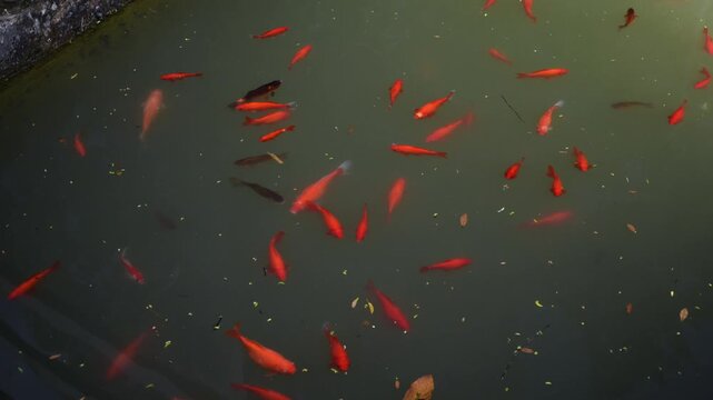 Red and black fish swimming in pond