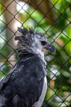 Close-up portrait of a majestic harpy eagle with raised crest feathers behind a chain link aviary fence, surrounded by soft green tropical foliage at Barranquilla Zoo, Colombia.