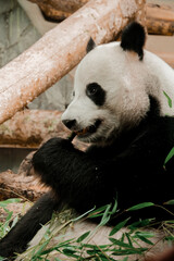 Fototapeta premium Giant Panda Eating Bamboo Close Up Wildlife Portrait