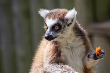 Ring-tailed lemur © Mondo