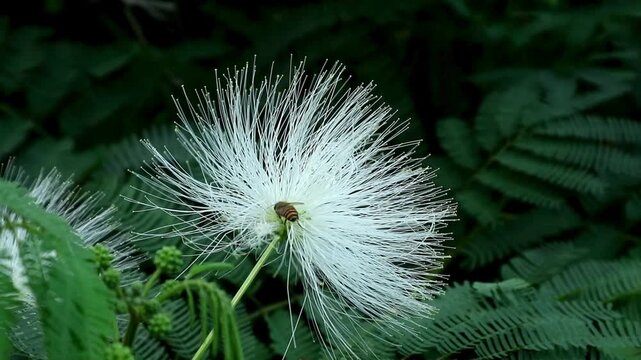 White calliandra (Calliandra tetragona or Zapoteca tetragona) is a member of the Fabaceae family. Its flowers bloom year-round, and its nectar is prized by bees for honey production.