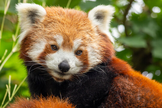 Red panda / Firefox ailurus fulgens