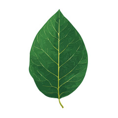 Obraz premium Ficus Leaf flat vector illustration in a modern and simple 2D style, placed on a white background.