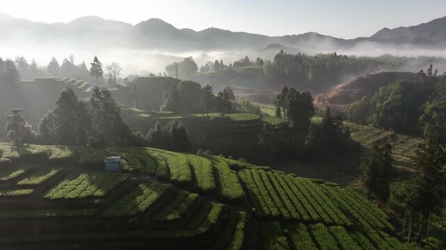 Terraced fields and forested hills shrouded in morning mist with layered landscape