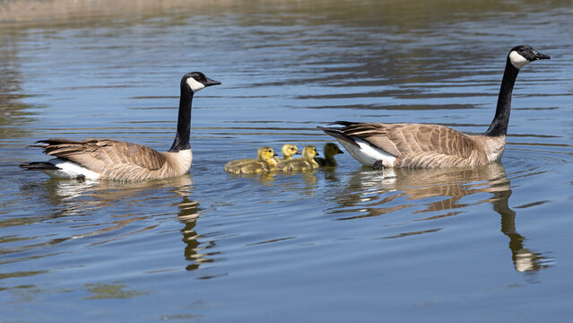 canadian geese on the water