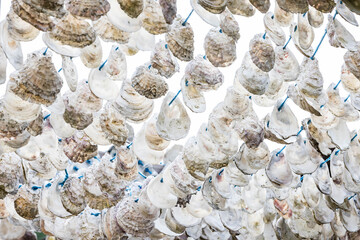weiße Muscheln auf einem Faden © Christina Pichler