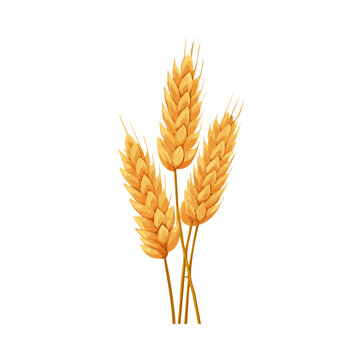 Clean 2D flat vector depiction of a Wheat, designed in minimalist modern style with white background.
