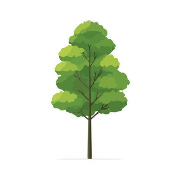 Modern flat 2D vector illustration of a Balsa Tree, minimal design style on a white background.