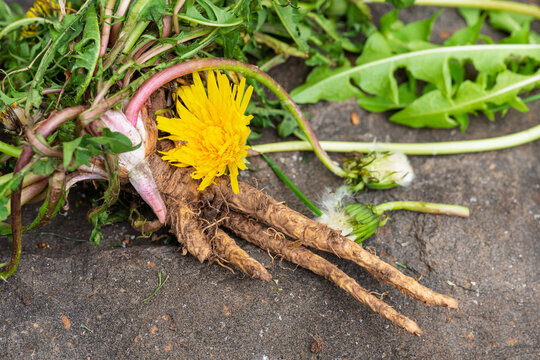 Dandelion Tap Root Flower Weed Closeup