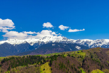 Obraz premium Scenic view with rolling green hills and dense pine forests and snow capped peaks in the background belong to the Bucegi massif - Romania