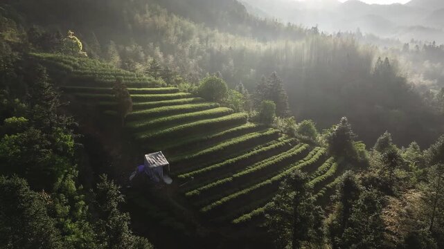 Terraced tea plantations and forested mountain landscape bathed in morning light