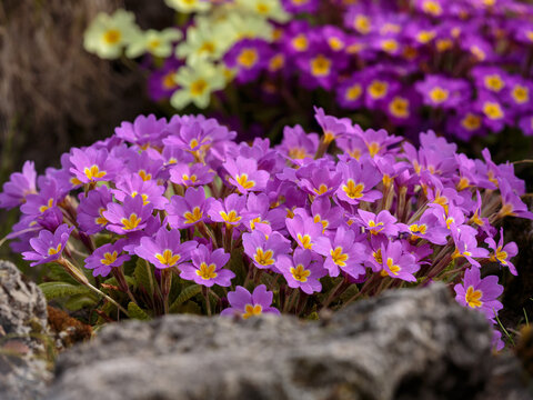 Primula vulgaris is a species of flowering plant in the family Primulaceae. Natural floral background or wallpaper