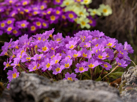 Primula vulgaris is a species of flowering plant in the family Primulaceae, native to Eurasia