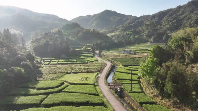 Terraced tea fields nestled among mountains with winding paths, streams, and morning mist