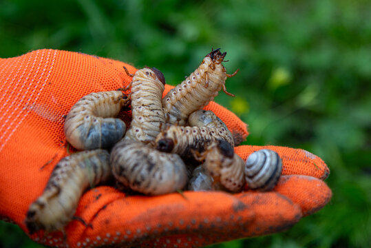 Cockchafer larvae creeping in a hand. Semi-transparent worms having hairy segmented bodies, digging mandibles and short legs . Scoleciphobia object.