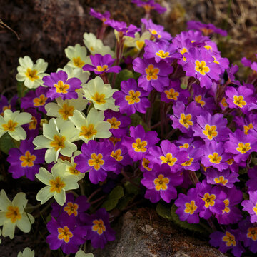 Primula vulgaris is a species of flowering plant in the family Primulaceae. Natural floral background or wallpaper